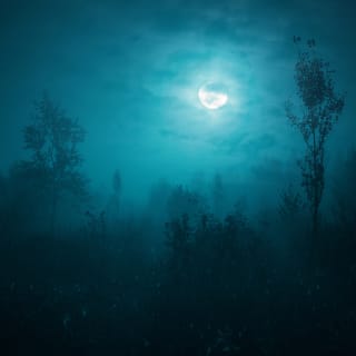 Harry Potter: A Forbidden Forest Experience - Waitlist 1