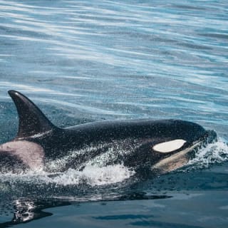 Aventura de Medio Día de Avistamiento de Ballenas desde Victoria 17