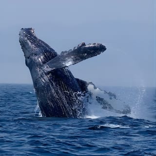 Ultimate Marine Whale & Wildlife Tour 8