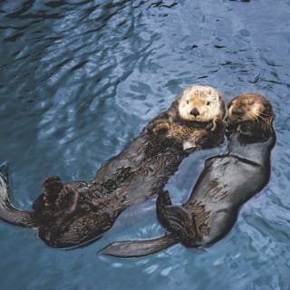 Vancouver Aquarium 4