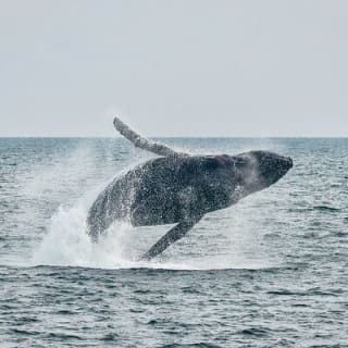 Aventura de Medio Día de Avistamiento de Ballenas desde Victoria 20