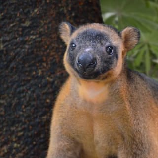 Wildlife Habitat Port Douglas 4