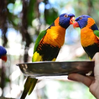 Wildlife Habitat Port Douglas 5
