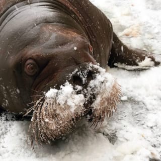 Vancouver Aquarium 5