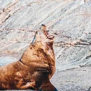 Aventura de Medio Día de Avistamiento de Ballenas desde Victoria 22