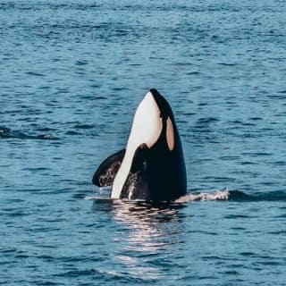 Aventura de Medio Día de Avistamiento de Ballenas desde Victoria 23