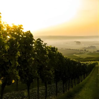 Napa and Sonoma Wine Country Full-Day Tour from San Francisco 19