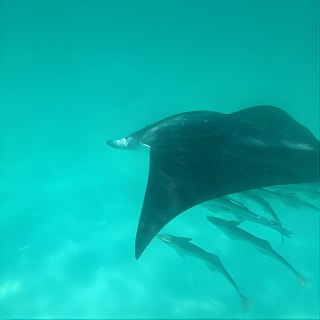 Flippers Adventures Dolphin Cruise 2