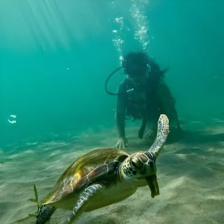 Beginner Scuba Diving with Turtles and Free Videos, San Juan 6