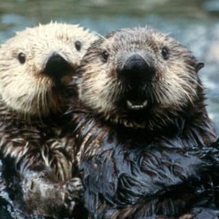Vancouver Aquarium 10