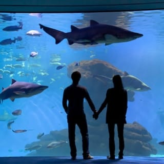 Palma Aquarium: biglietto + trasferimento Alcudia - Puerto Pollensa 13