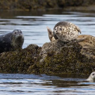 Aventura de Medio Día de Avistamiento de Ballenas desde Victoria 26