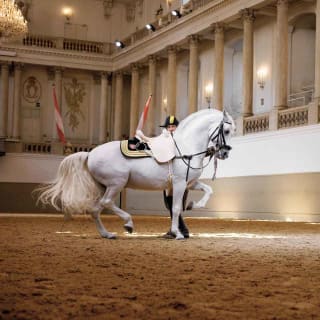 Actuación de los caballos lipizzanos en la Escuela Española de Equitación 2