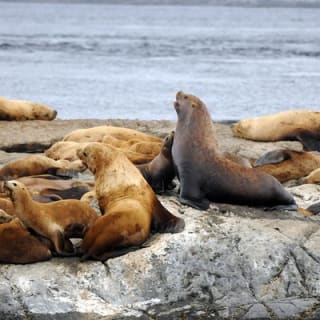 Aventura de Medio Día de Avistamiento de Ballenas desde Victoria 27