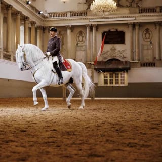 Actuación de los caballos lipizzanos en la Escuela Española de Equitación 3