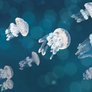 Vancouver Aquarium 13
