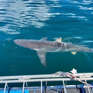 Shark Explorers 5