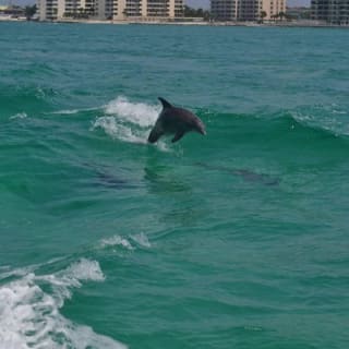 Snorkeling, Shelling & Eco Excursion 6