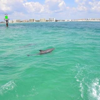 Snorkeling, Shelling & Eco Excursion 7