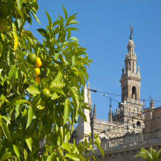 Geführte Tour durch die Kathedrale von Sevilla 4