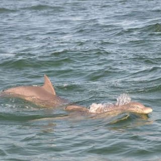 Snorkeling, Shelling & Eco Excursion 8