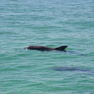 Snorkeling, Shelling & Eco Excursion 9