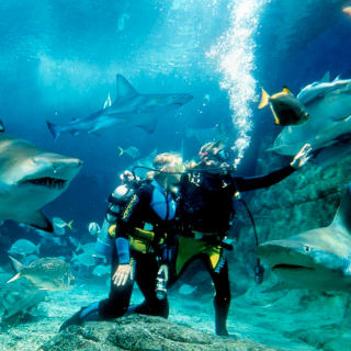 Shark Dive Xtreme at SEA LIFE Melbourne 1