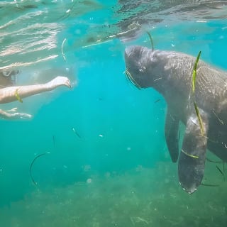 San Juan Snorkel with Turtles and Manatee's; Free Video and Rum! 1