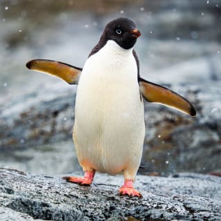 ANTARCTICA 360 – CG GALLERY | LLORET DE MAR 1