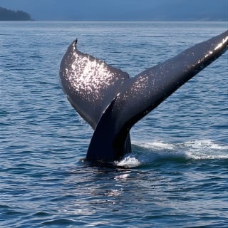 Ultimate Marine Whale & Wildlife Tour 9