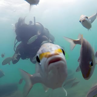 Beginner Scuba Diving with Turtles and Free Videos, San Juan 7