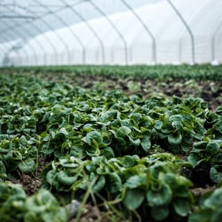La Caverne, la plus grande ferme bio souterraine de Paris 1