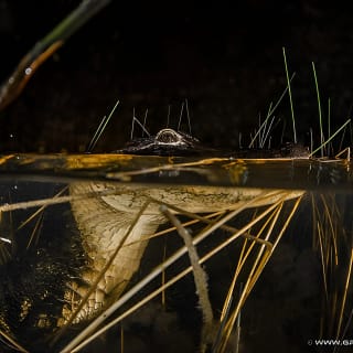 Florida Everglades Night Airboat Tour near Fort Lauderdale 2