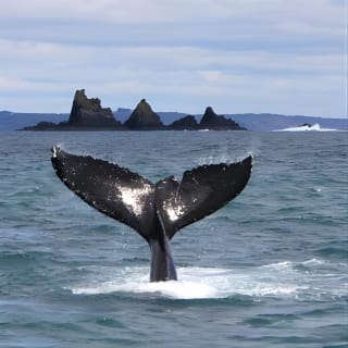 Fastnet Rock Lighthouse & Cape Clear Island tour departing Baltimore. West Cork. 5