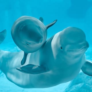 Oceanogràfic de Valence : Billet 2