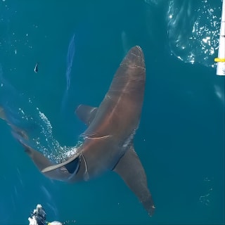 Shark Explorers 6