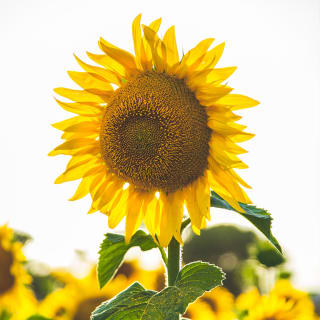 ¡Por fin primavera! 4 1