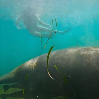 San Juan Snorkel with Turtles and Manatee's; Free Video and Rum! 2