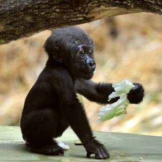 Kölner Zoo & Aquarium 6