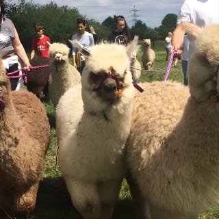 2-Hour Alpaca Farm Experience in Kenilworth 5