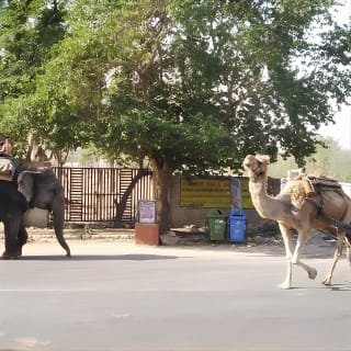Jaipur Walking Tour 6