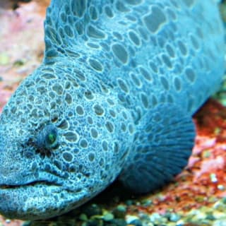 Seattle Aquarium: Entry Ticket 14
