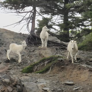 Wildlife and Glaciers with a walk in the Rainforest 5