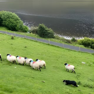 Small Group Aughnanure Castle, Sheepdog Demo & Connemara Tour 7