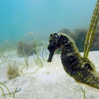Beginner Scuba Diving with Turtles and Free Videos, San Juan 8