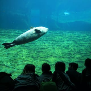 Oceanogràfic de Valence : Billet 6