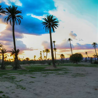 Balade à dos de chameau au coucher du soleil dans la palmeraie de Marrakech 8