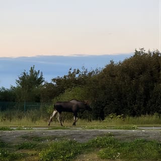 Ultimate Anchorage Winter Wildlife & Sunset Tour 4