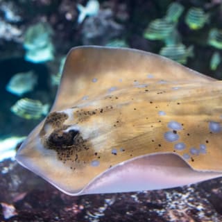 Seattle Aquarium: Entry Ticket 27