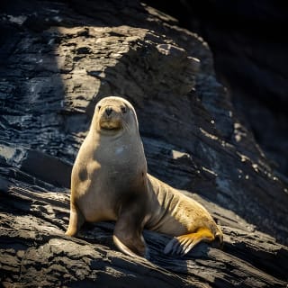 Sea Wirrina Tour - From Wirrina Cove  6